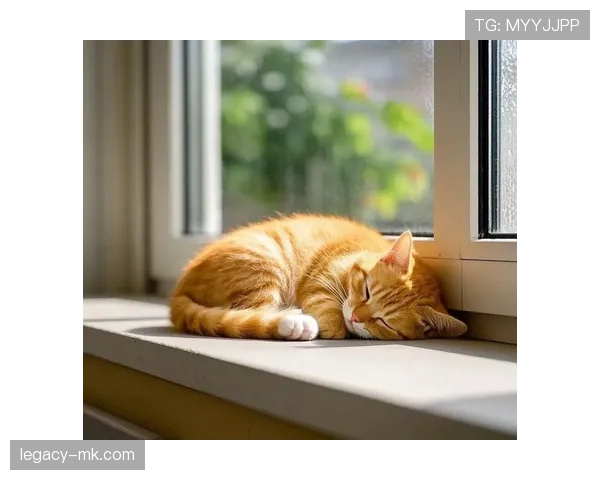 听说陈艺文家里连猫都比我工资高？真的假的？